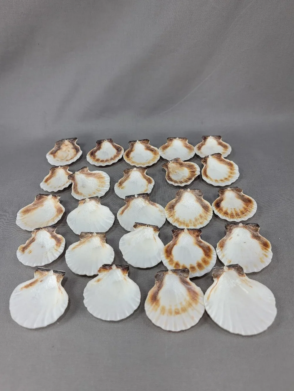 Scallop Seashell Shell Coastal Beach Decor Crafts Miscellaneous Lot